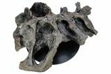 Fossil Ceratopsid (Achelousaurus) Sacrum - Montana #264988-3